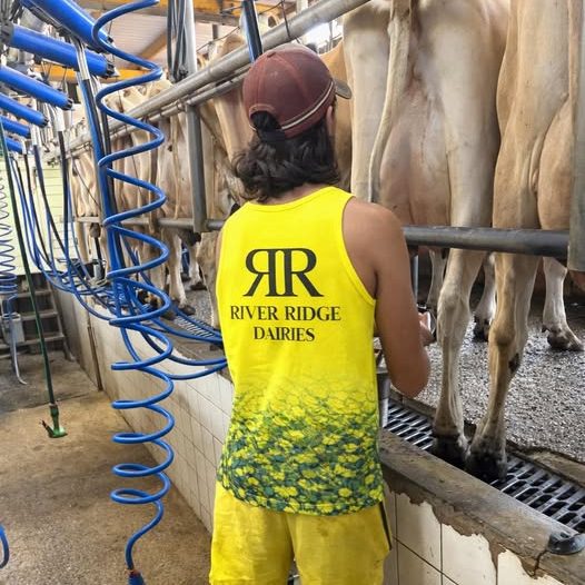 Farmer wearing Agri-Vis high visibility clothing while working with dairy cattle